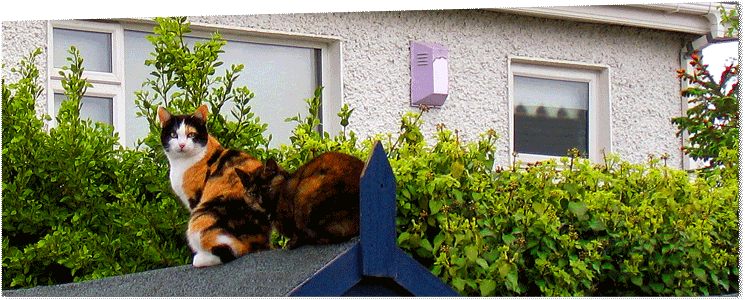 Feline Residents_Outdoor Cats
